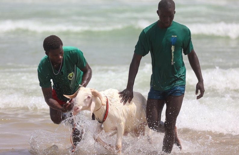 Aïd al-Adha au Sénégal : les moutons destinés au sacrifice lavés dans l'océan