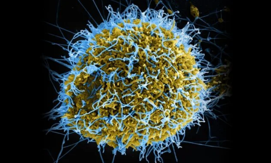 RDC: plus de 8 200 cas confirmés d’Ebola